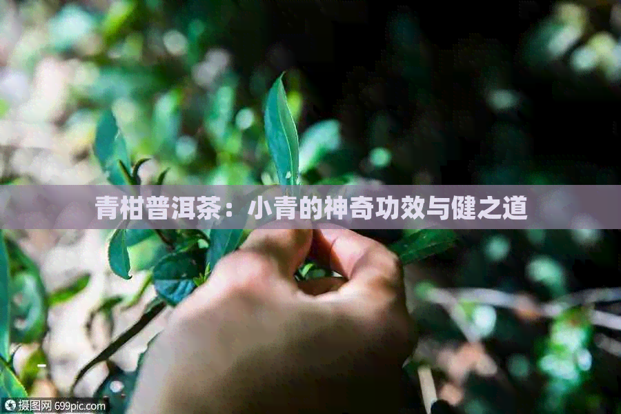 青柑普洱茶：小青的神奇功效与健之道