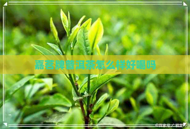 嘉茗牌普洱茶怎么样好喝吗