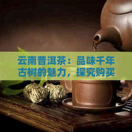 云南普洱茶：品味千年古树的魅力，探究购买的理由与技巧