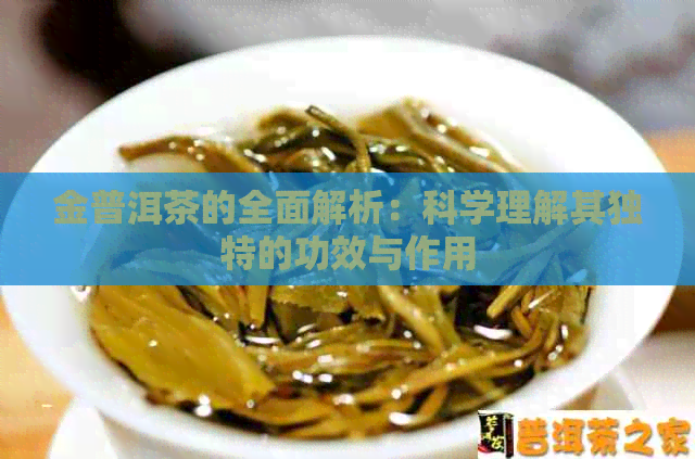 金普洱茶的全面解析：科学理解其独特的功效与作用