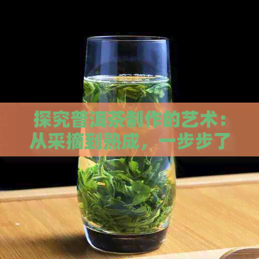 探究普洱茶制作的艺术：从采摘到熟成，一步步了解普洱茶的魅力