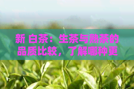 新 白茶：生茶与熟茶的品质比较，了解哪种更适合你？