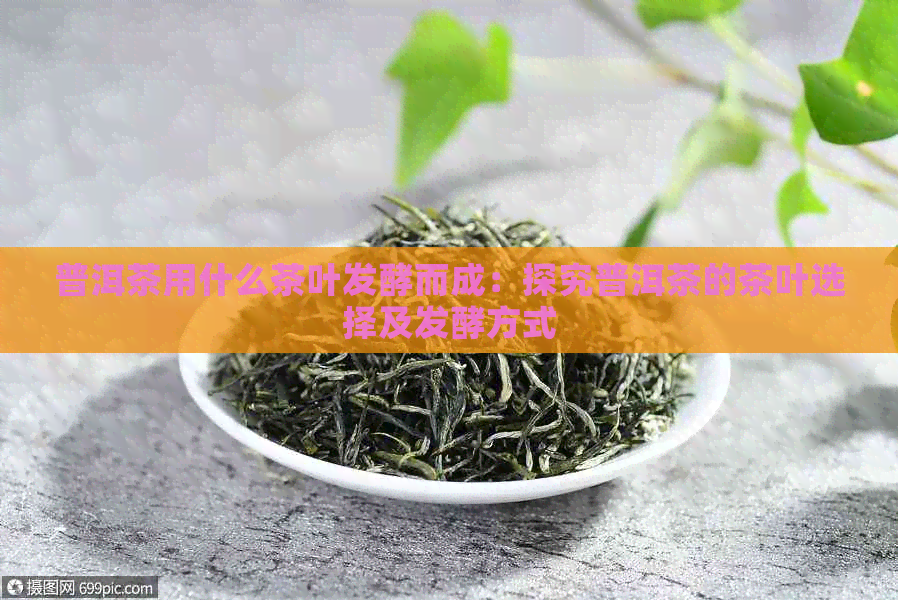 普洱茶用什么茶叶发酵而成：探究普洱茶的茶叶选择及发酵方式