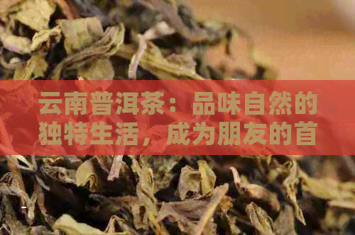 云南普洱茶：品味自然的独特生活，成为朋友的首选