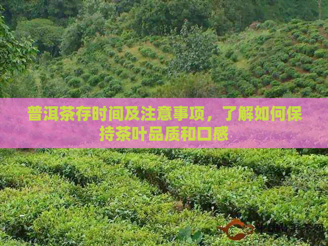 普洱茶存时间及注意事项，了解如何保持茶叶品质和口感