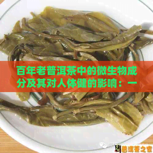 百年老普洱茶中的微生物成分及其对人体健的影响：一篇全面解析的文章