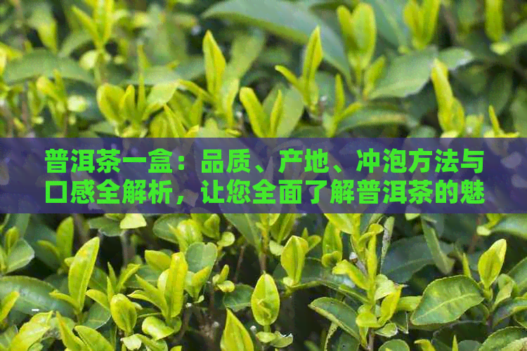 普洱茶一盒：品质、产地、冲泡方法与口感全解析，让您全面了解普洱茶的魅力