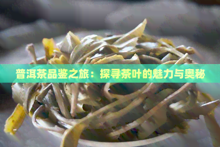 普洱茶品鉴之旅：探寻茶叶的魅力与奥秘