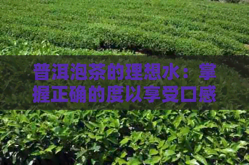 普洱泡茶的理想水：掌握正确的度以享受口感和健效益