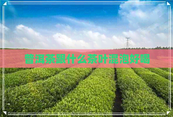 普洱茶跟什么茶叶混泡好喝