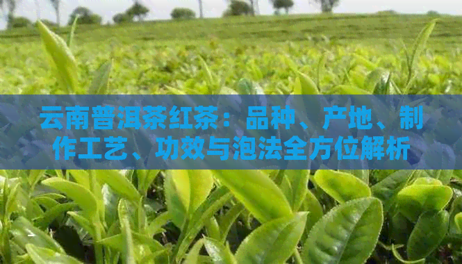 云南普洱茶红茶：品种、产地、制作工艺、功效与泡法全方位解析