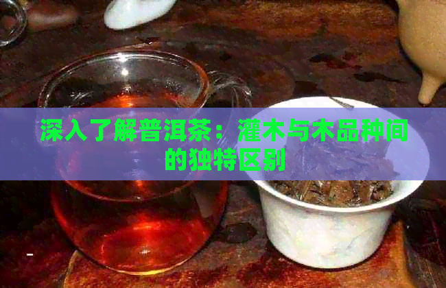 深入了解普洱茶：灌木与木品种间的独特区别