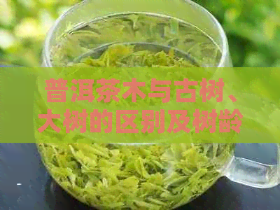 普洱茶木与古树、大树的区别及树龄：探究普洱茶木的特征与应用价值