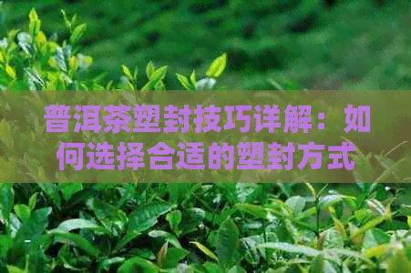 普洱茶塑封技巧详解：如何选择合适的塑封方式与材料，以及注意事项