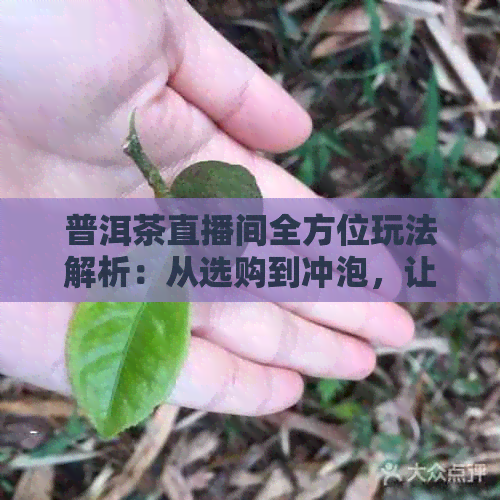 普洱茶直播间全方位玩法解析：从选购到冲泡，让你轻松成为品茶高手！