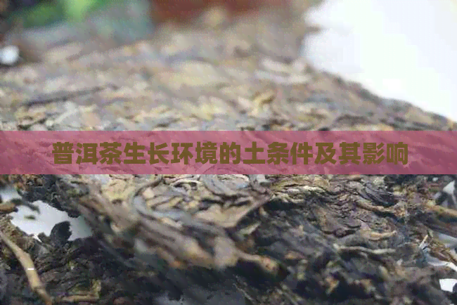 普洱茶生长环境的土条件及其影响