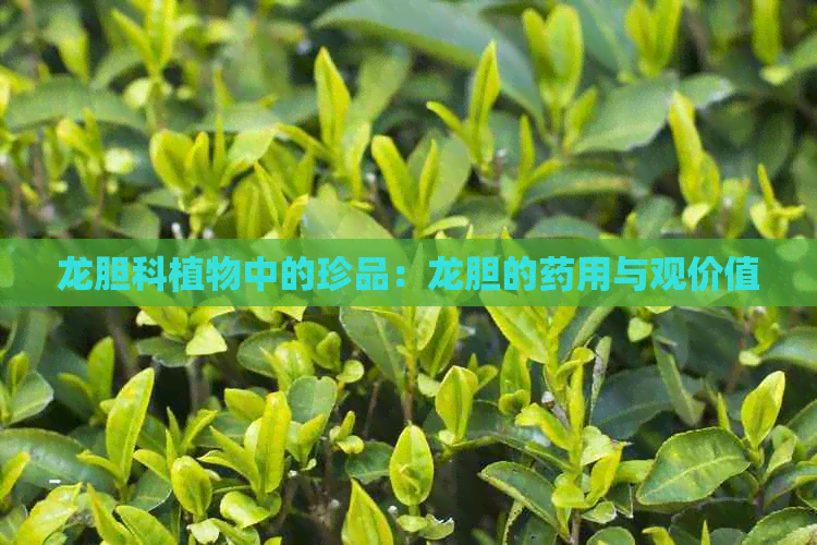 龙胆科植物中的珍品：龙胆的药用与观价值