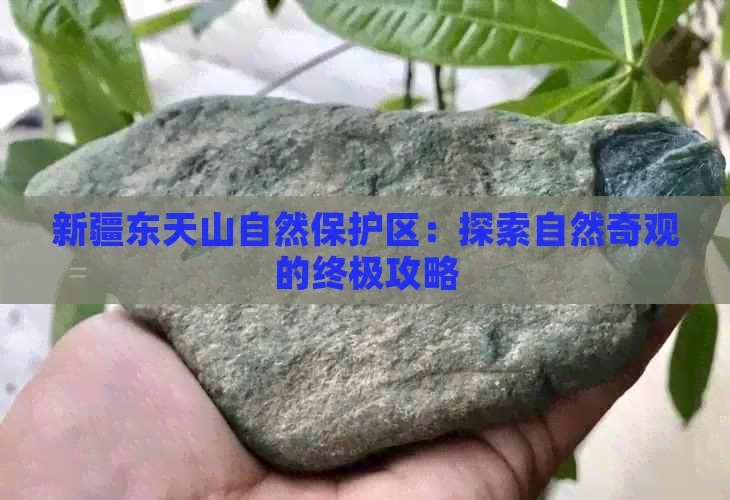 新疆东天山自然保护区：探索自然奇观的终极攻略