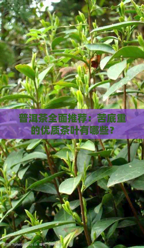 普洱茶全面推荐：苦底重的优质茶叶有哪些？