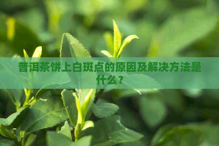 普洱茶饼上白斑点的原因及解决方法是什么？