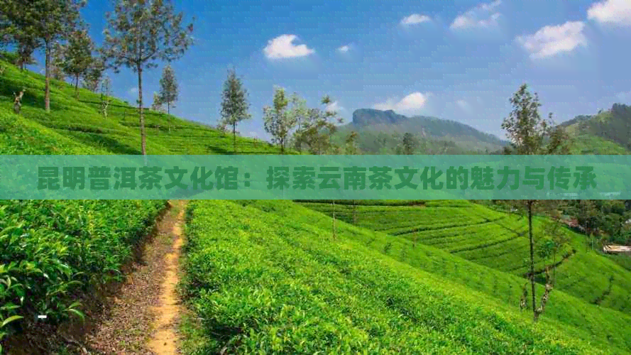 昆明普洱茶文化馆：探索云南茶文化的魅力与传承