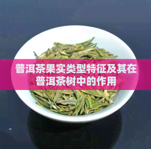 普洱茶果实类型特征及其在普洱茶树中的作用