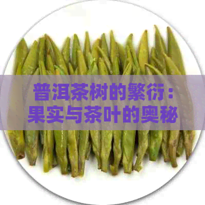 普洱茶树的繁衍：果实与茶叶的奥秘