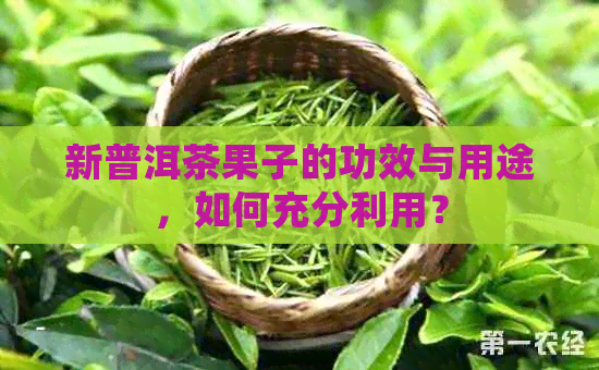 新普洱茶果子的功效与用途，如何充分利用？