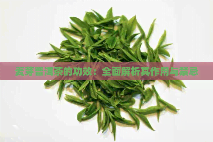 麦芽普洱茶的功效：全面解析其作用与禁忌