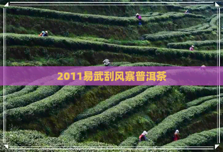 2011易武刮风寨普洱茶