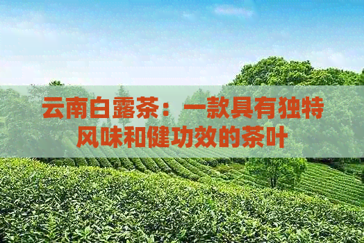 云南白露茶：一款具有独特风味和健功效的茶叶