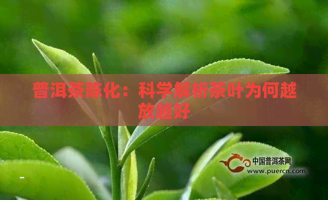 普洱茶陈化：科学解析茶叶为何越放越好