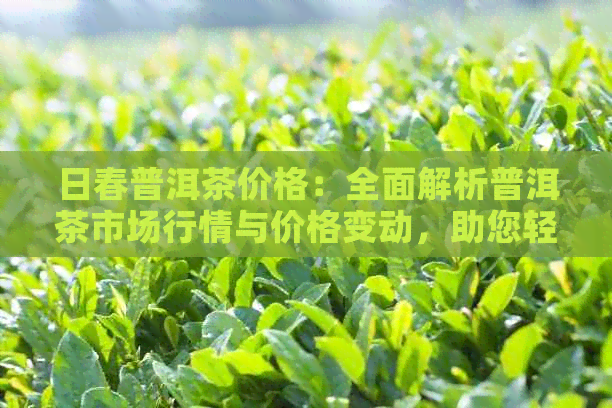 日春普洱茶价格：全面解析普洱茶市场行情与价格变动，助您轻松选购优质茶叶