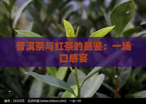 普洱茶与红茶的品鉴：一场口感宴