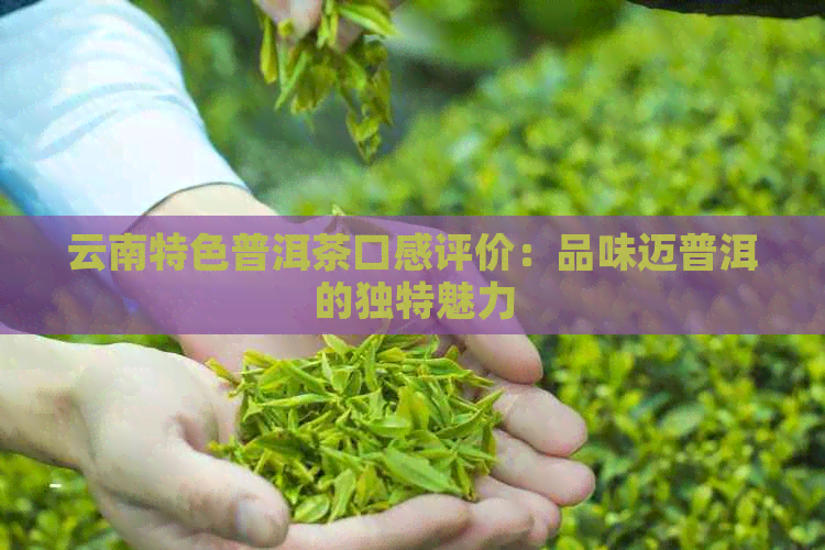 云南特色普洱茶口感评价：品味迈普洱的独特魅力