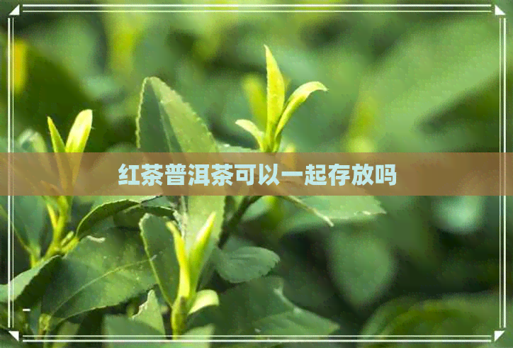 红茶普洱茶可以一起存放吗