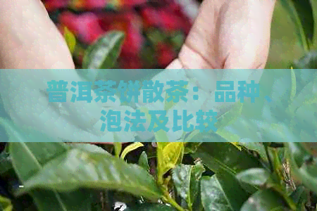 普洱茶饼散茶：品种、泡法及比较