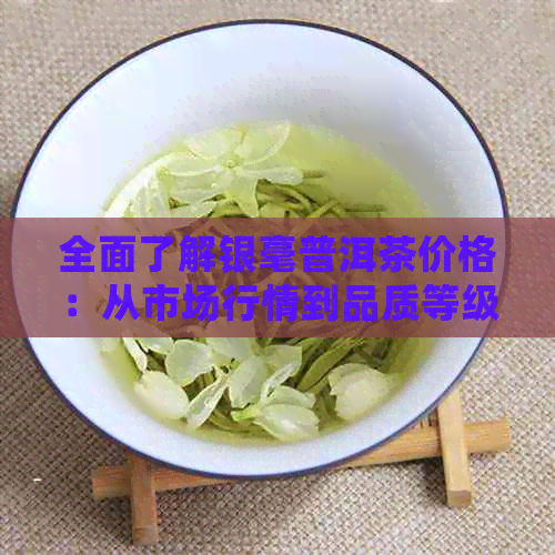 全面了解银毫普洱茶价格：从市场行情到品质等级的详细解析