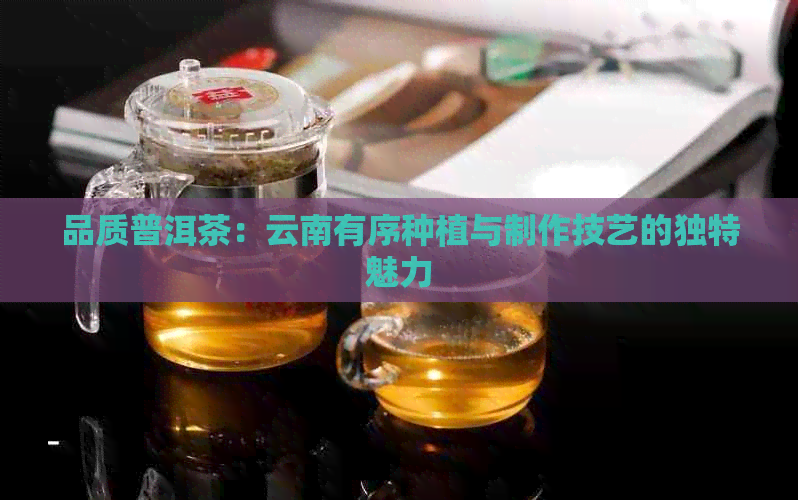 品质普洱茶：云南有序种植与制作技艺的独特魅力