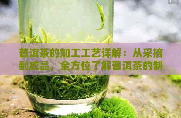 普洱茶的加工工艺详解：从采摘到成品，全方位了解普洱茶的制作过程