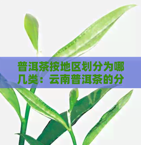 普洱茶按地区划分为哪几类：云南普洱茶的分类与特色解析