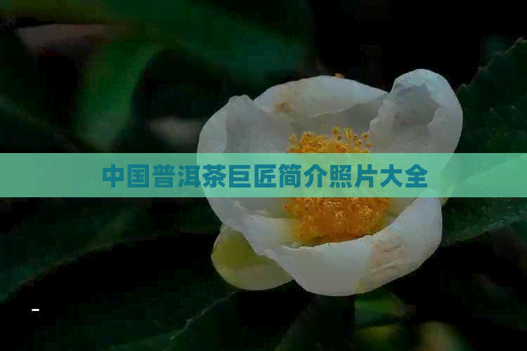 中国普洱茶巨匠简介照片大全