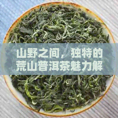 山野之间，独特的荒山普洱茶魅力解析与特点探究