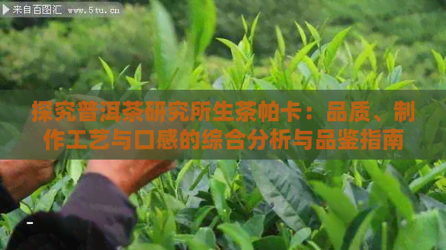 探究普洱茶研究所生茶帕卡：品质、制作工艺与口感的综合分析与品鉴指南