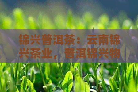 锦兴普洱茶：云南锦兴茶业，普洱锦兴物业管理，锦地普洱茶