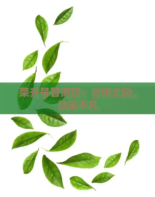 荣升号普洱茶：古树之韵，品鉴不凡