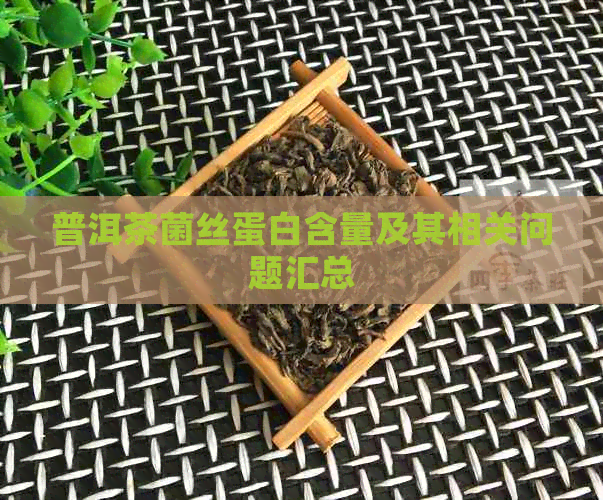 普洱茶菌丝蛋白含量及其相关问题汇总