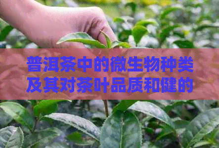 普洱茶中的微生物种类及其对茶叶品质和健的影响