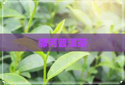 那丙普洱茶