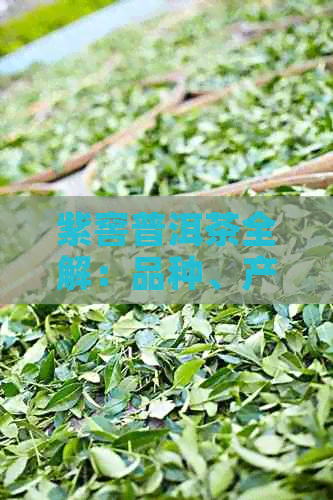 紫窖普洱茶全解：品种、产地、制作工艺、口感、功效与泡法等一网打尽！